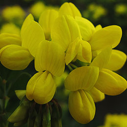 Coronilla valentina glauca